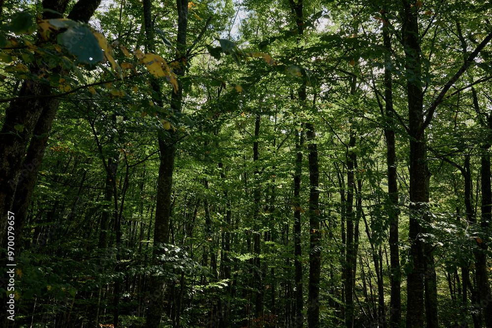 Naklejka premium Idyllic forest landscape with vibrant green leaves on the ground under a clear blue sky