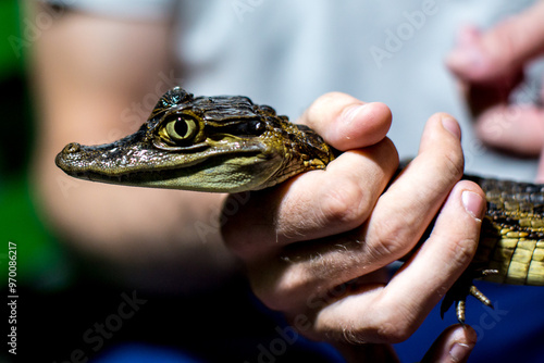 Krokodil photo