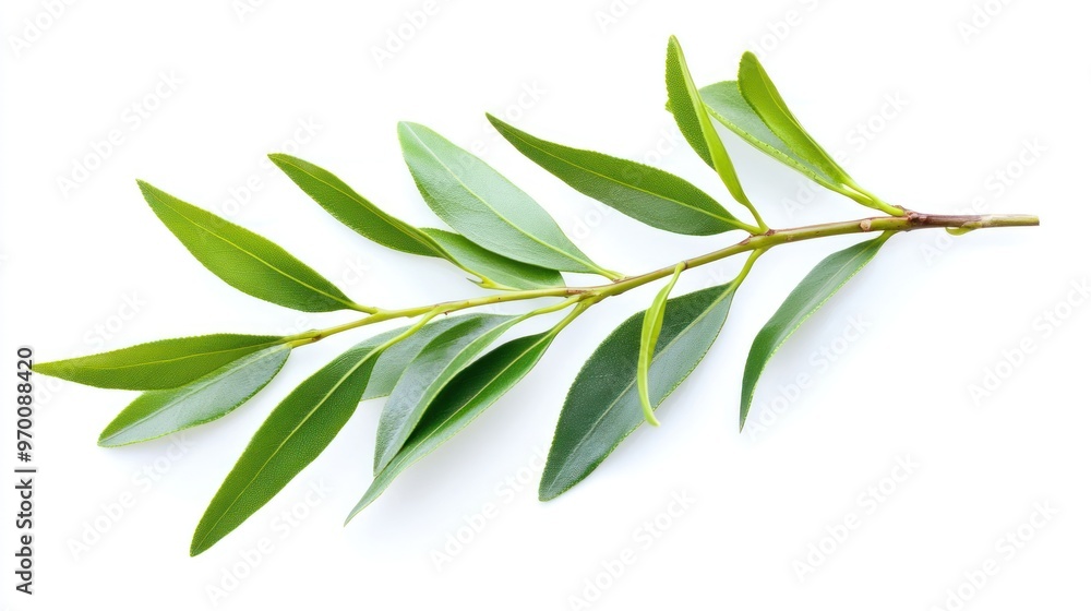 Green Branch With Leaves Green Branch With Leaves