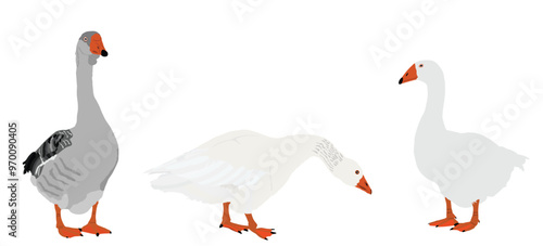 Family flock of goose vector illustration isolated on white background. White goose ,Anser anser domesticus. Water bird. Domestic animals poultry. Gander symbol. Grey Chinese Goose.