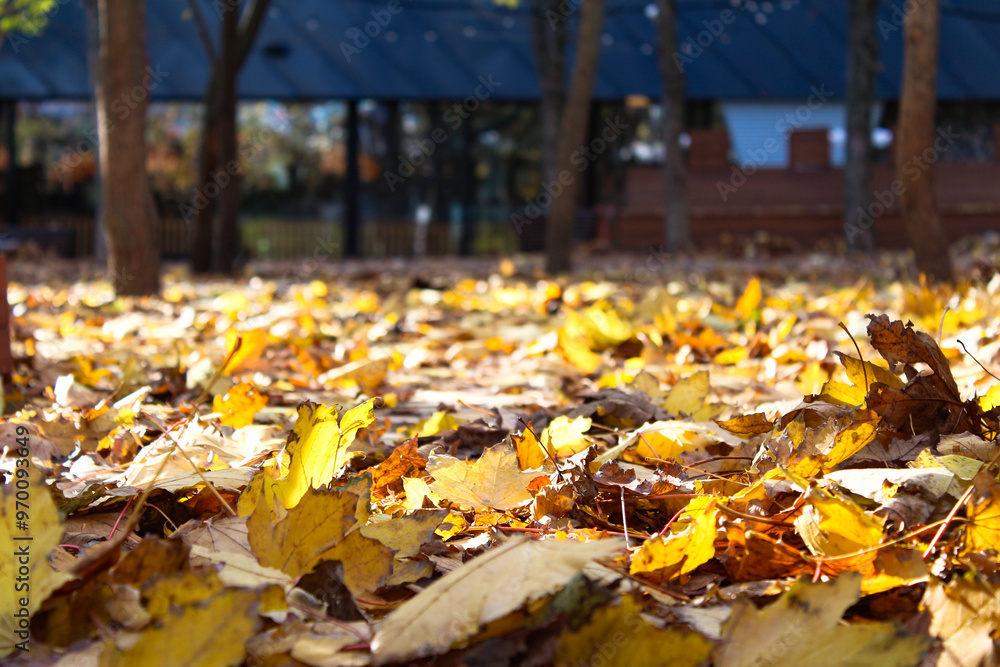 Obraz premium autumn leaves in the park