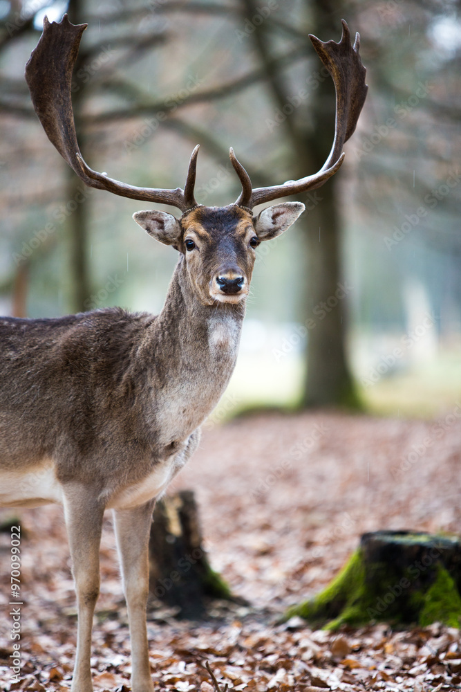 Naklejka premium Hirsch
