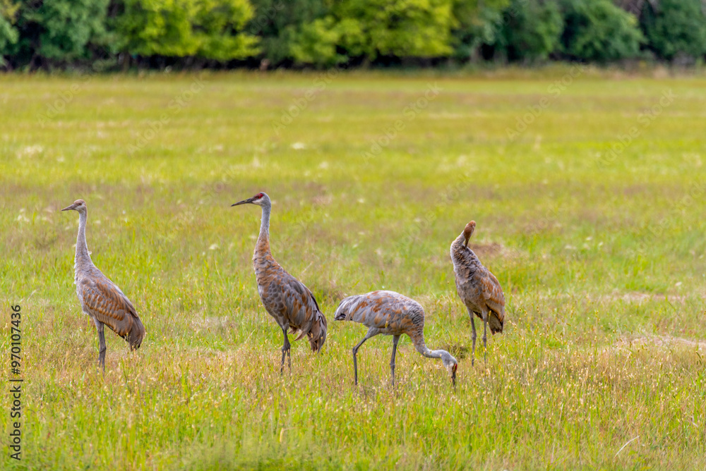Fototapeta premium Sandhill Cranes In An Urban Field In September In Wisconsin