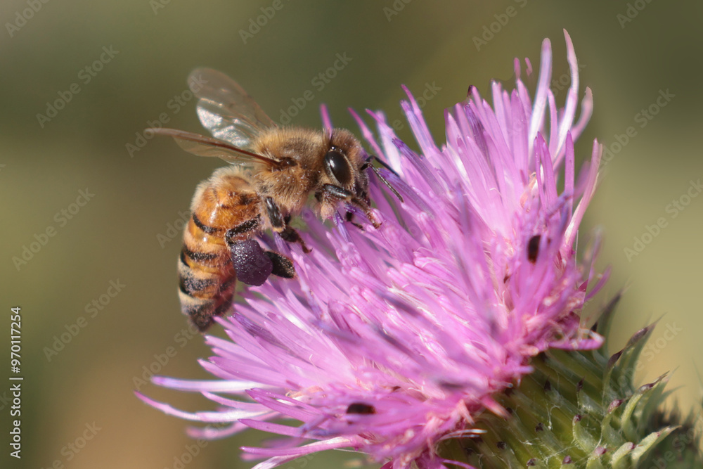 Honeybee on flower gathering pollen in late summer Honeybee on flower gathering pollen in late summer