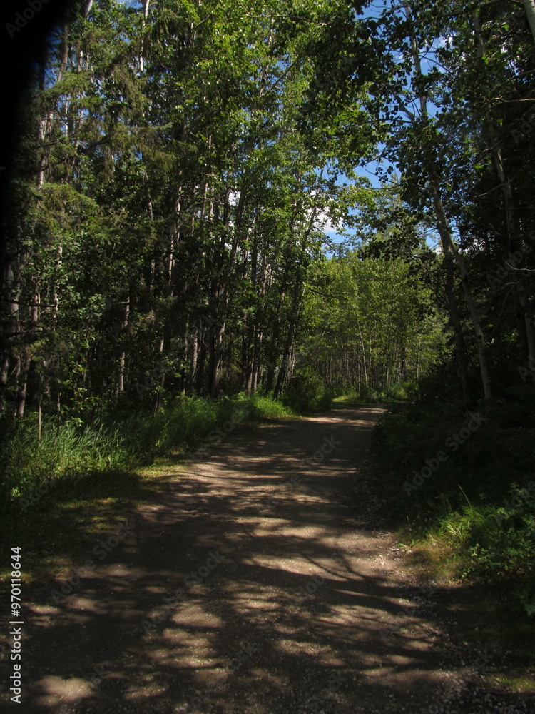 Obraz premium forest