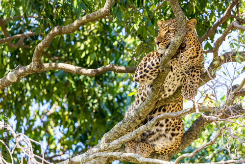 Portrait of leopard on a tree in Masai Mara national park reserve. Wildlife safari in Kenya, Africa.
