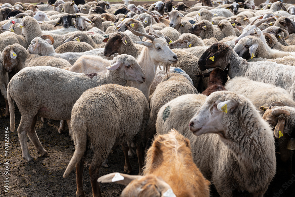 A herd of goats and sheep being guided into a fenced enclosure on a farm, preparing them for the daily milking routine. Livestock management in a traditional rural setting. A herd of goats and sheep being guided into a fenced enclosure on a farm, preparing them for the daily milking routine. Livestock management in a traditional rural setting.