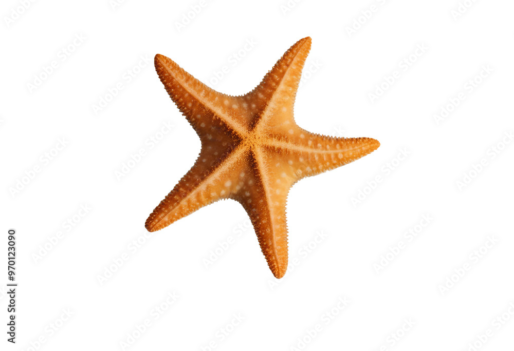 Bug starfish isolated on transparent background Bug starfish isolated on transparent background