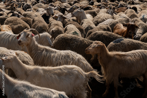 A group of sheep and goats being herded into a fenced enclosure on a farm. Movement and management of livestock in a rural setting. photo