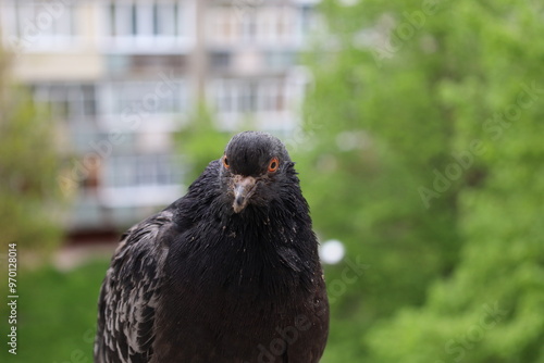 Pigeon closeup portrait, bird on the window, summer day, pigeon beautiful portrait, pigeons eyes in macro, Extreme Close Up photo