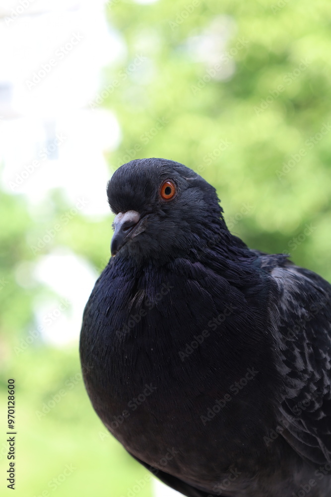 Pigeon closeup portrait, bird on the window, summer day, pigeon beautiful portrait, pigeons eyes in macro, Extreme Close Up