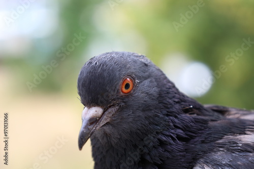 Pigeon closeup portrait, bird on the window, summer day, pigeon beautiful portrait, pigeons eyes in macro, Extreme Close Up	 photo