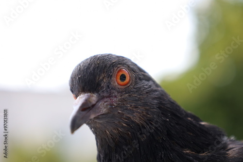 Pigeon closeup portrait, bird on the window, summer day, pigeon beautiful portrait, pigeons eyes in macro, Extreme Close Up photo