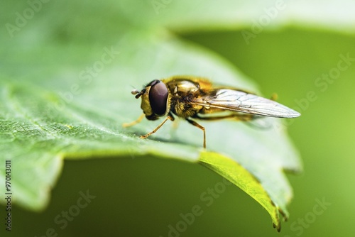 Marmalade Hoverfly, Episyrphus balteatus on leaf, Hoverfly, Hover fly