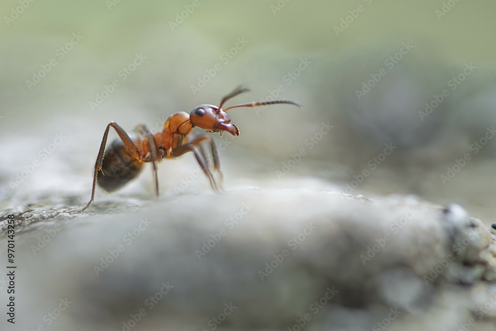 Wood ant (Formica) walking to the right on a blurred rock, antennae pointing forwards, macro, cropped, background light grey to light green, Carinthia, Austria, Europe Wood ant (Formica) walking to the right on a blurred rock, antennae pointing forwards, macro, cropped, background light grey to light green, Carinthia, Austria, Europe