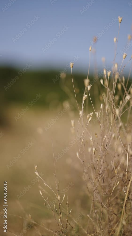 A cinematic view of dry herb swaying in the wind. The mountain steppe. Plants from a close distance. Macro world. Ant angle. Grass in August. Sounds of nature. A light breeze. A cinematic view of dry herb swaying in the wind. The mountain steppe. Plants from a close distance. Macro world. Ant angle. Grass in August. Sounds of nature. A light breeze.