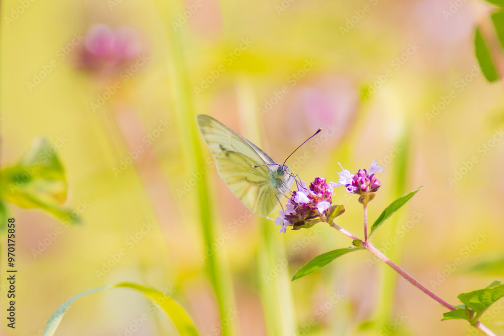 Naklejka premium A delicate butterfly perches on vibrant pink flowers, set against a soft-focus natural backdrop. Perfect for themes of nature, beauty, and tranquility.