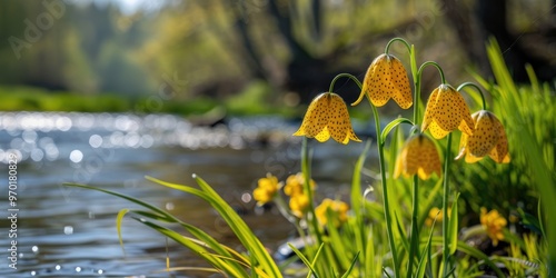 Fototapeta Naklejka Na Ścianę i Meble -  Yellow flowers of Snake s head fritillary Fritillaria meleagris blooming in early Spring along the grassy riverbank