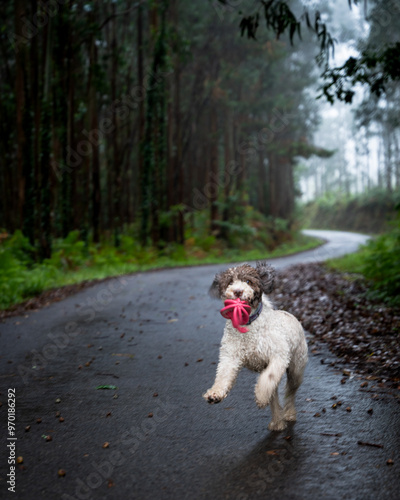 Playful Spanish Water Dog Running with Ball in a Forest During a Nature Walk