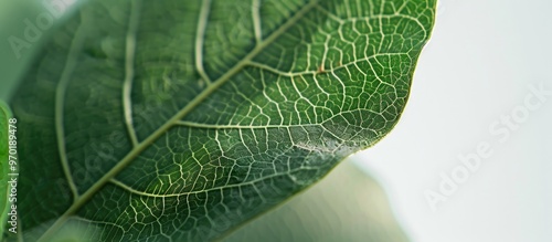 Greel Leaf Close Up Image Veins Visible photo