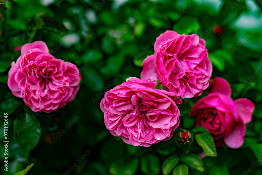 pink roses in garden pink roses in garden
