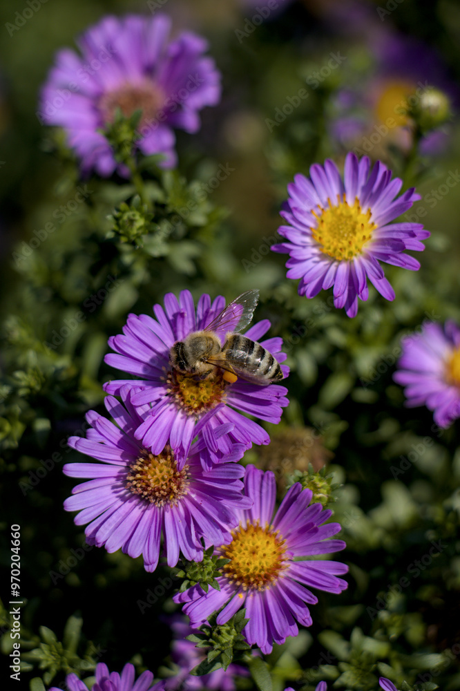 bee on a flower