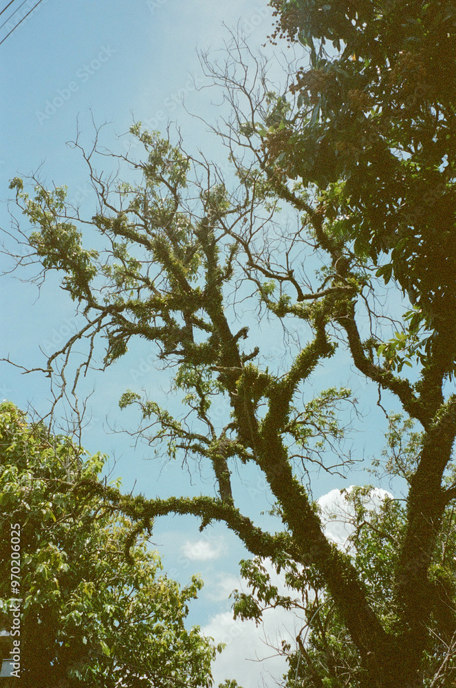 Fototapeta premium tree and sky