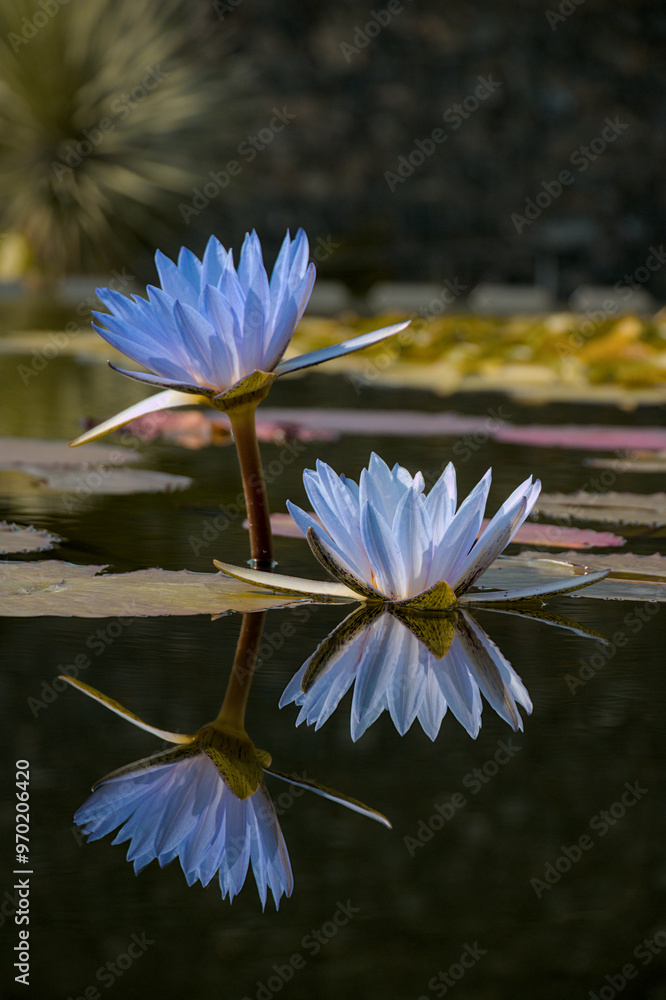 blue lotus flower in the pond
