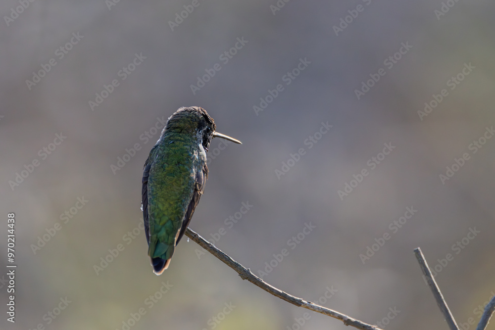 Fototapeta premium Hummingbirds
