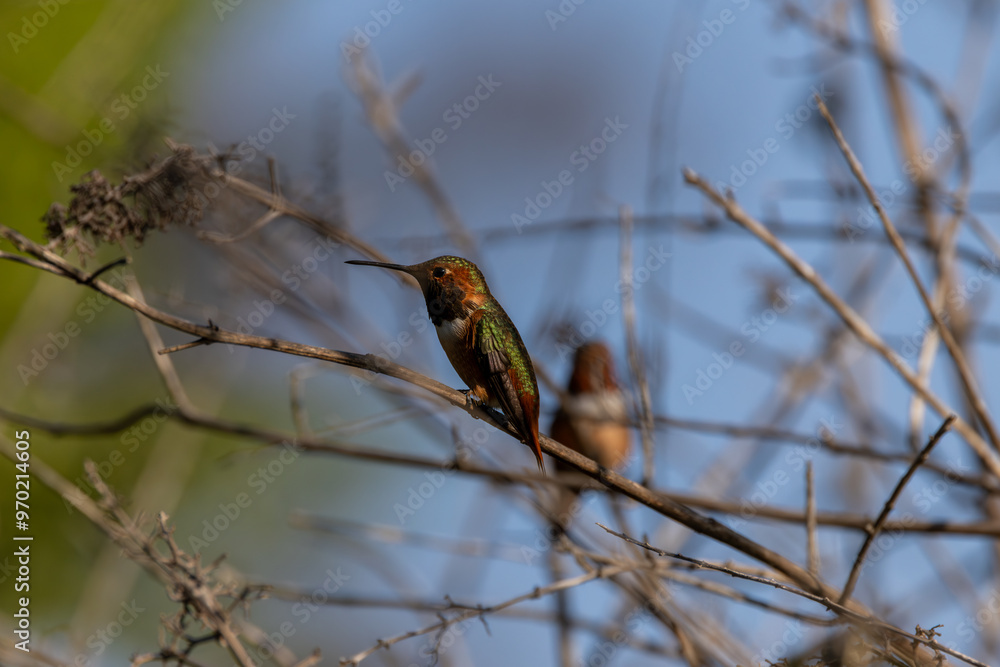 Hummingbirds Hummingbirds