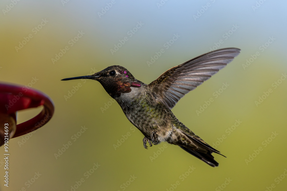 Fototapeta premium Hummingbirds