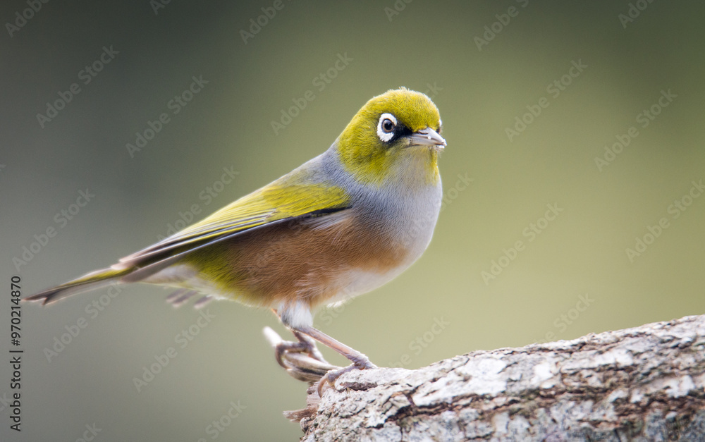 Fototapeta premium Silvereye or wax eye perched on branch isolated against out of focus background