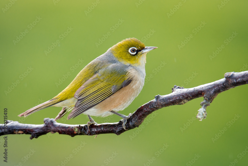 Fototapeta premium Silvereye or wax eye perched on branch isolated against out of focus background