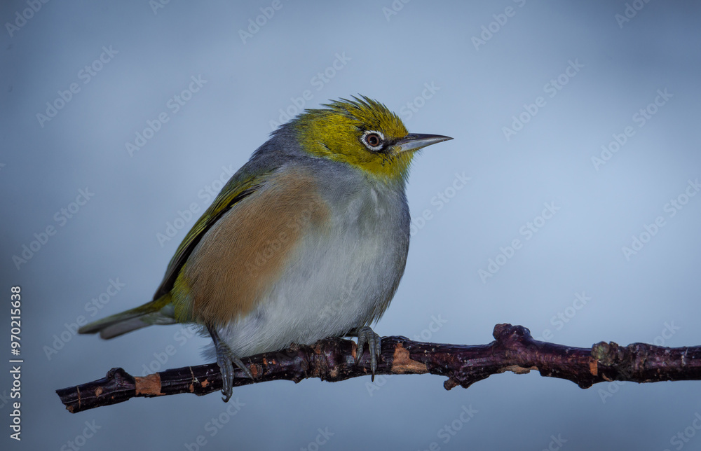 Obraz premium Silvereye or wax eye perched on branch isolated against out of focus background