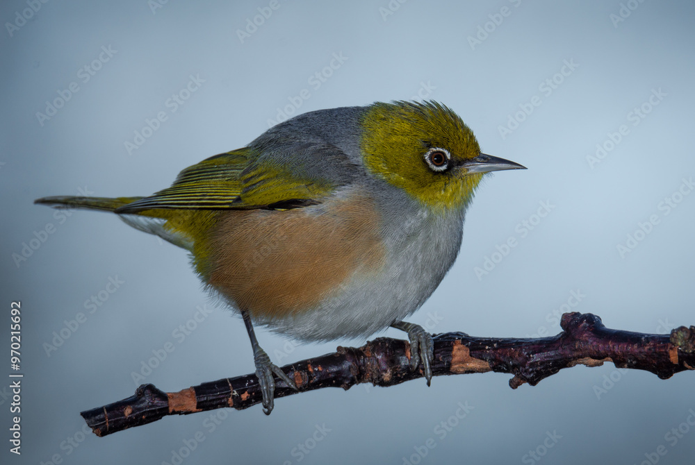 Fototapeta premium Silvereye or wax eye perched on branch isolated against out of focus background