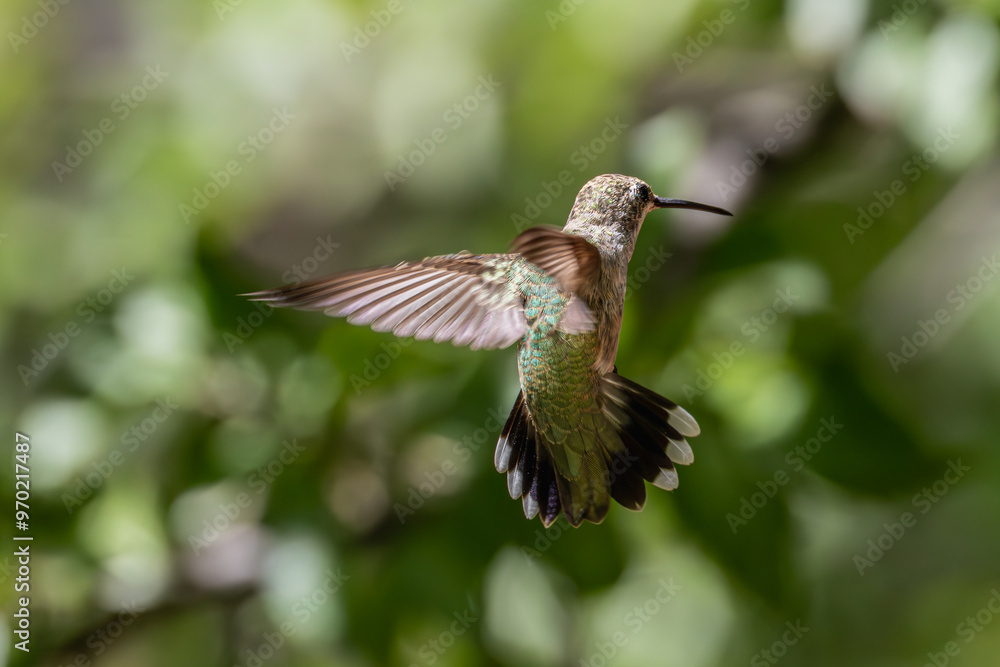 Fototapeta premium Hummingbirds