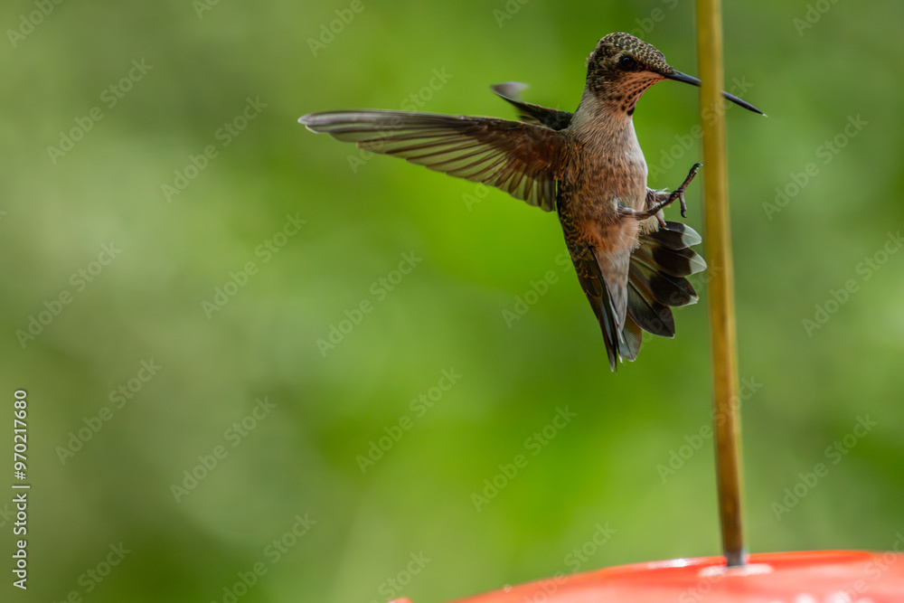 Fototapeta premium Hummingbirds