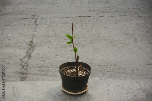 Nephelium lappaceum fruit plant in pot photo