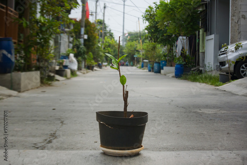 Nephelium lappaceum fruit plant in pot photo