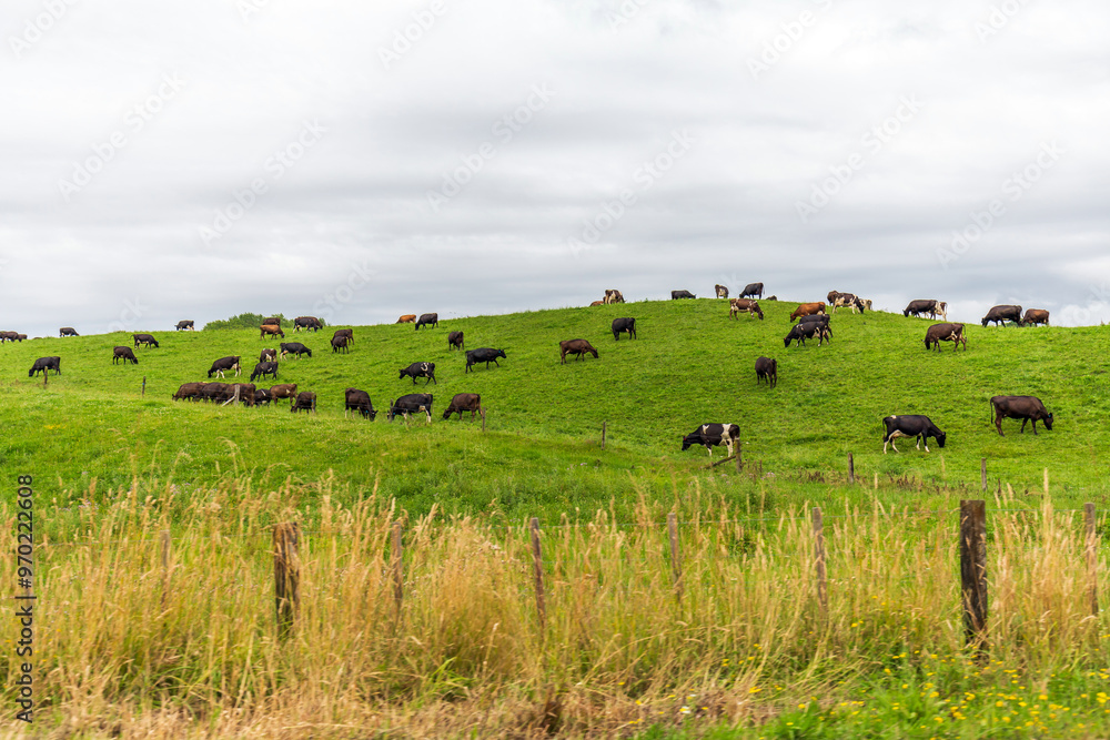 Cows Grazing on Green Hillside Under Cloudy Sky Cows Grazing on Green Hillside Under Cloudy Sky