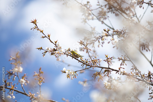 青空に映える満開の桜の花に囲まれたメジロ