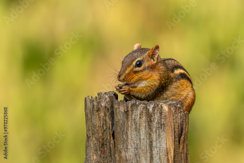 Chipmunk eating seeds while sitting on a tree stump photo