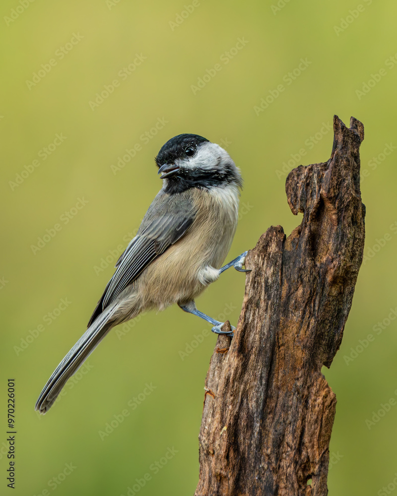 Carolina chickadee perched on a stump Carolina chickadee perched on a stump