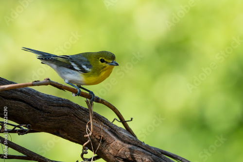 Yellow-throated vireo perched on a tree branch photo