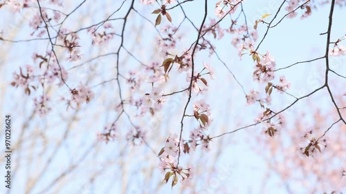 北海道のサクラ