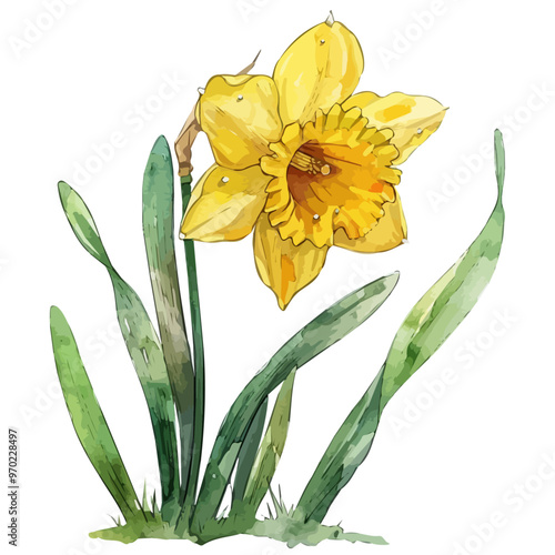 Watercolor vector of Daffodil flower, isolated on a white background, and Daffodil vector