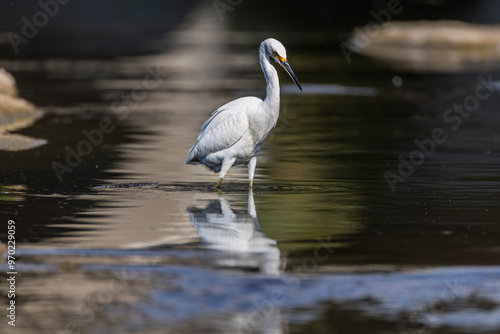 Snowy Egret