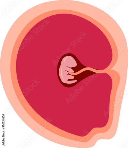 Human embryonic development Illustration 