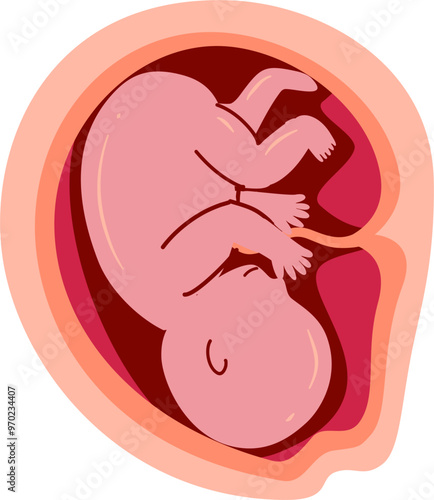 Human embryonic development Illustration 