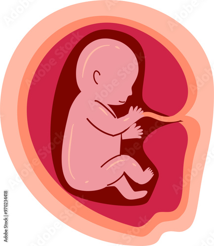 Human embryonic development Illustration 